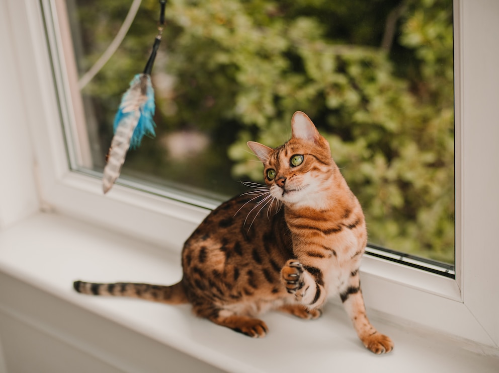 Bengalkatze spielt auf der Fensterbank