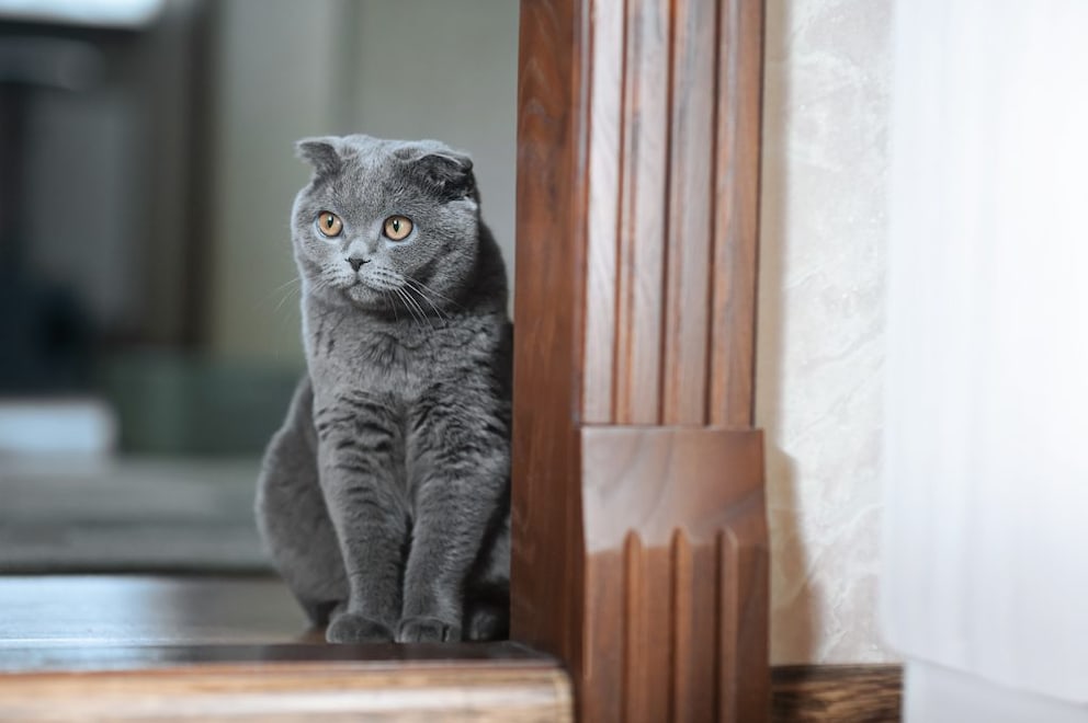 Scottish Fold Qualzucht