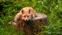 Rotfuchs auf einem Baumstumpf