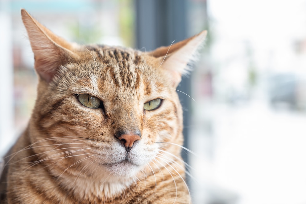 Katze mit seitlich gestellten Ohren bedeutet Entspannung