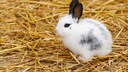 Zwergkaninchen sitzt auf Heu