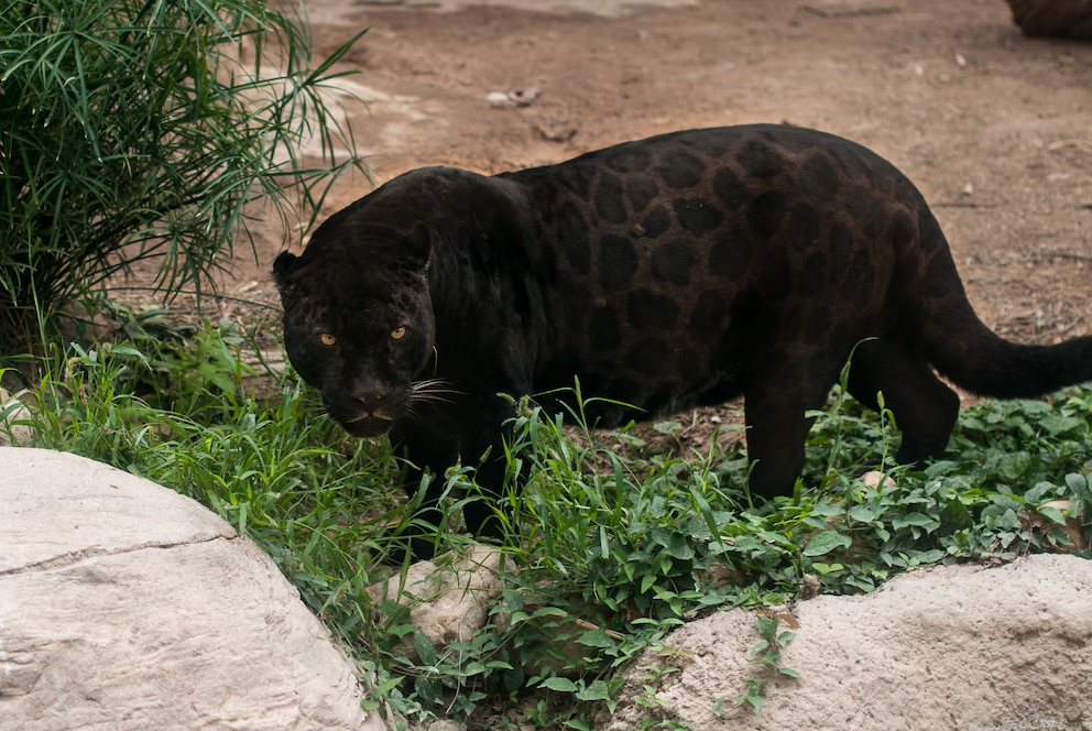 Ein schwarzer Panther ist eigentlich immer ein Leopard oder Jaguar