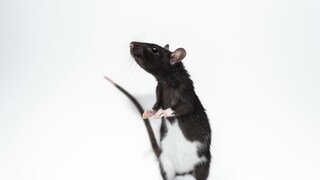 Eine Ratte steht auf ihren Hinterbeinen.