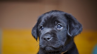Schwarzer Labradorwelpe im Porträt