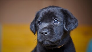 Schwarzer Labradorwelpe im Porträt