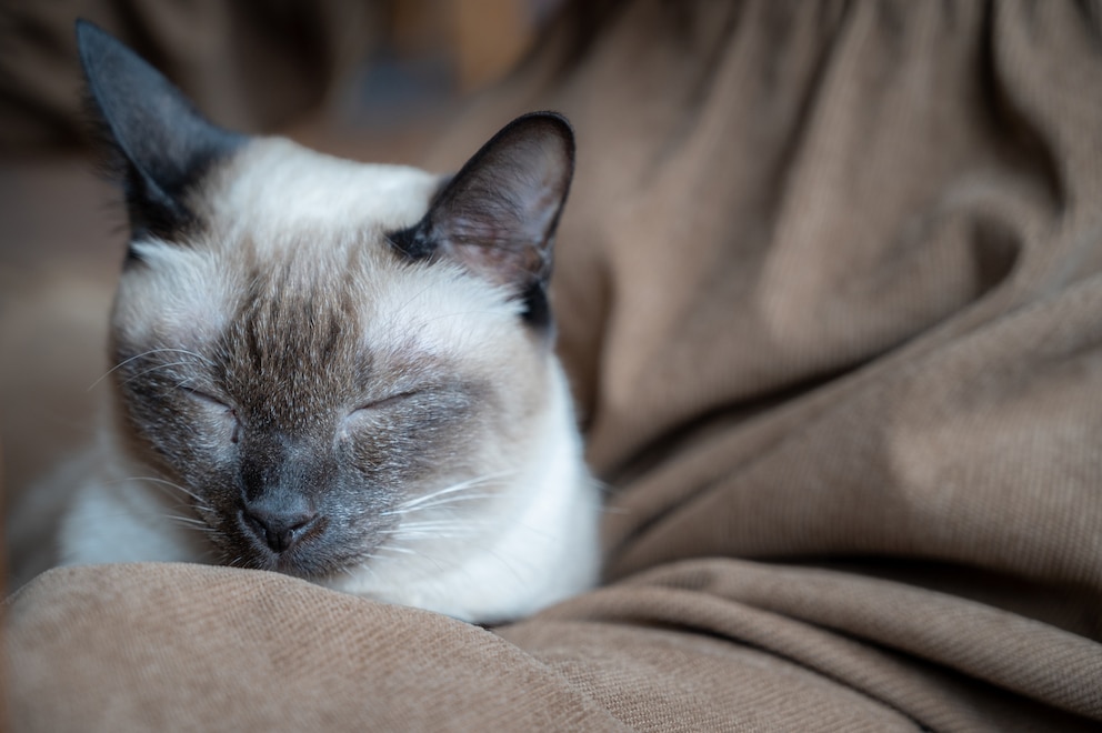 Katze hat ein Ohr zur Seite gestellt und will schlafen