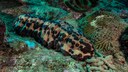Variable Seegurke (Isostichopus badionotus) auf dem Meeresgrund