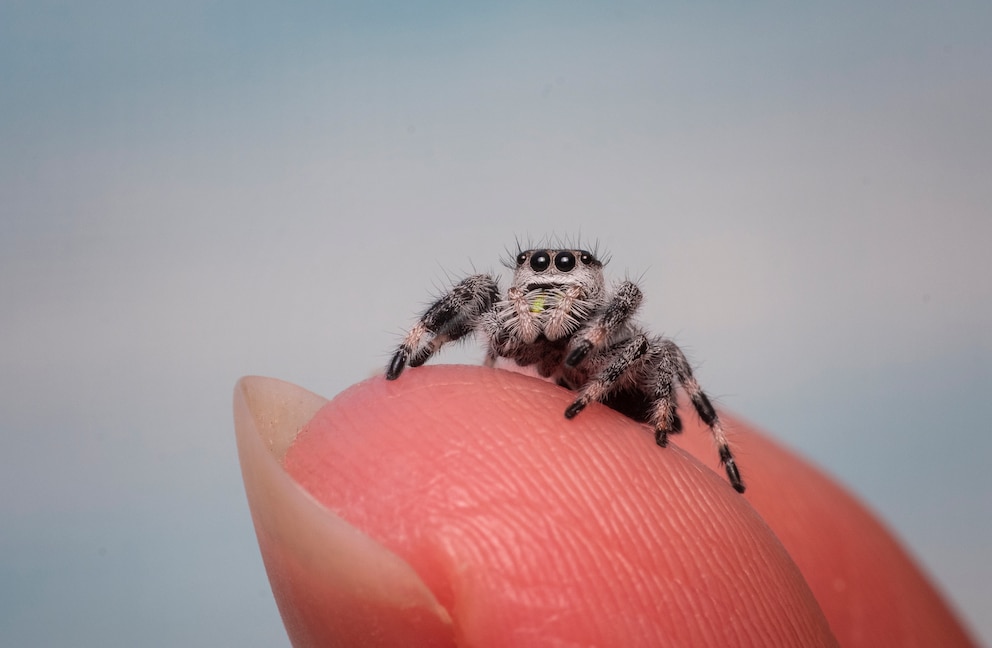 Springspinne auf einer Fingerspitze