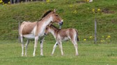 Zwei Przewalski-Pferde auf der Koppel