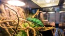 Ein Chamäleon krabbelt im Terrarium über Zweige – das exotische Tier könnte in Deutschland bald verboten sein