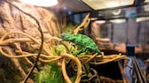 Ein Chamäleon krabbelt im Terrarium über Zweige – das exotische Tier könnte in Deutschland bald verboten sein