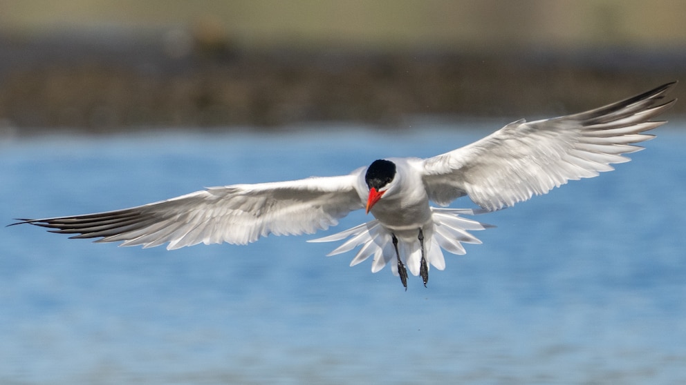 Raubseeschwalbe im Flug über Wasser