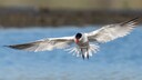 Raubseeschwalbe im Flug über Wasser