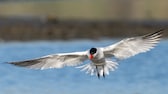 Raubseeschwalbe im Flug über Wasser