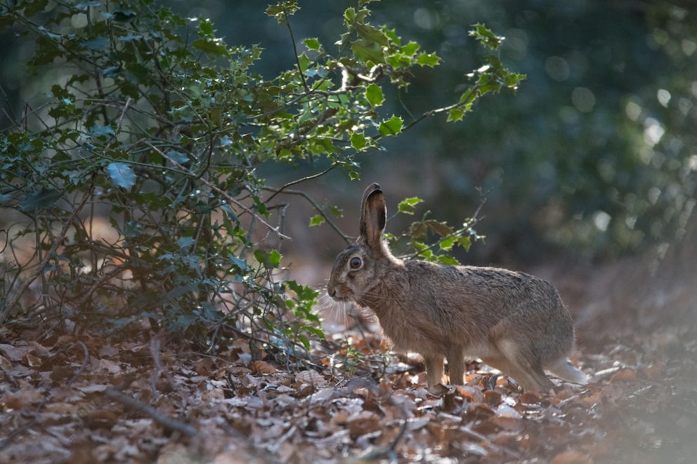 Feldhase (Lepus europaeus) im Wald