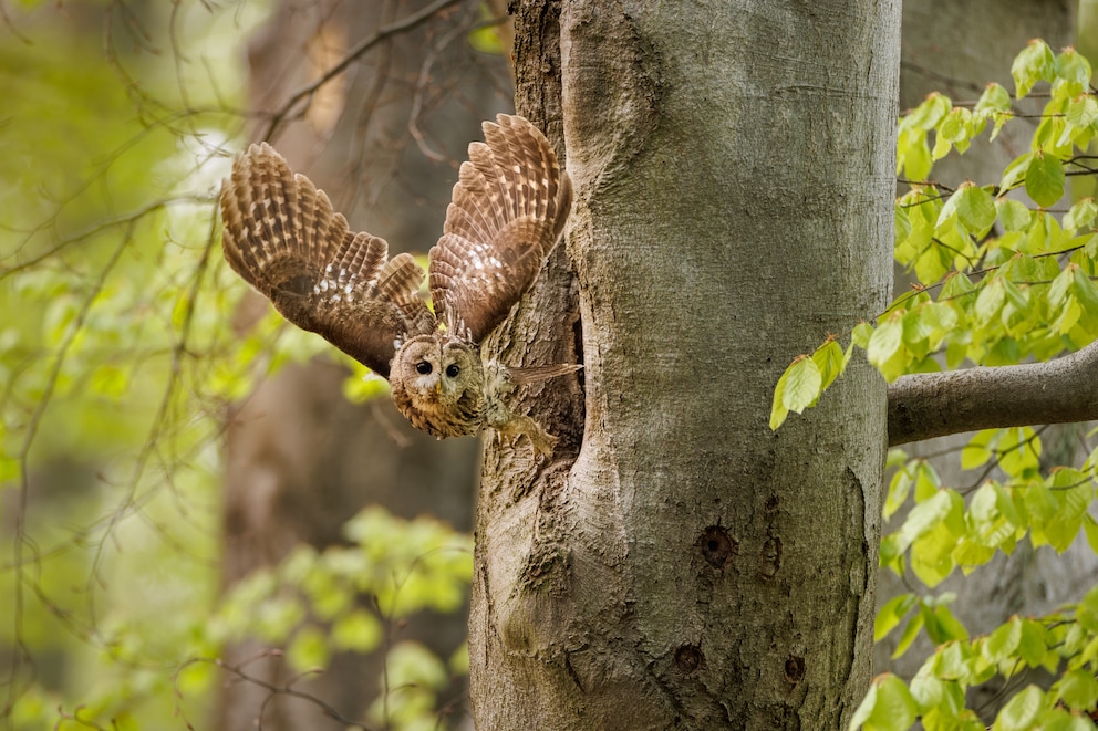 Waldkauz beim Abflug von einem Baum im Wald