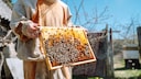 Ein Imker zeigt Bienen auf einer Wabe
