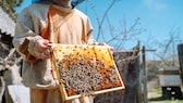 Ein Imker zeigt Bienen auf einer Wabe