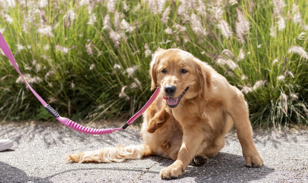Hund hat Flöhe was hilft dagegen? PETBOOK