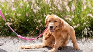 Hund kratzt sich beim Spaziergang
