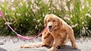 Hund kratzt sich beim Spaziergang