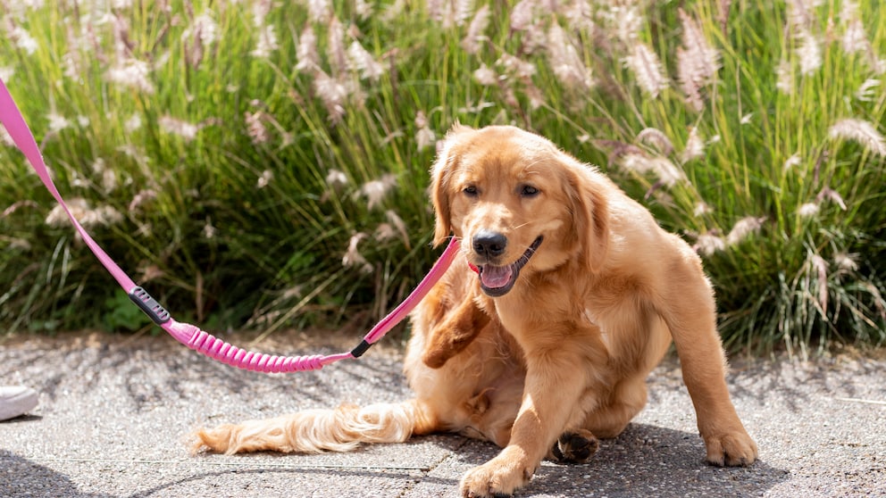 Hund kratzt sich beim Spaziergang