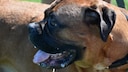 Bullmastiff, eine Hunderasse, die viel sabbert