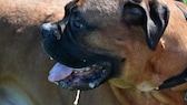 Bullmastiff, eine Hunderasse, die viel sabbert