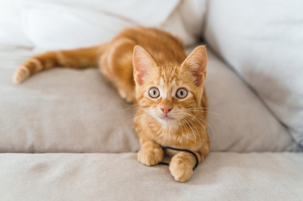 Hoch aufgerichtete Katzenohren und offene Augen bedeuten ein Spielgesicht bei den Tieren