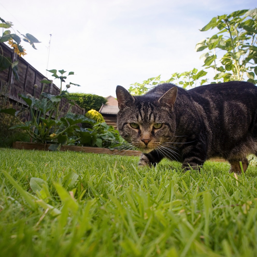 Hoch aufgerichtete Katzen bedeuten Jagdfreude