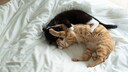 Zwei Katzen spielen und raufen miteinander