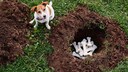 Hund sitzt im Garten neben Loch mit verbuddelten Knochen