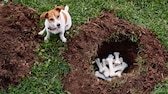 Hund sitzt im Garten neben Loch mit verbuddelten Knochen