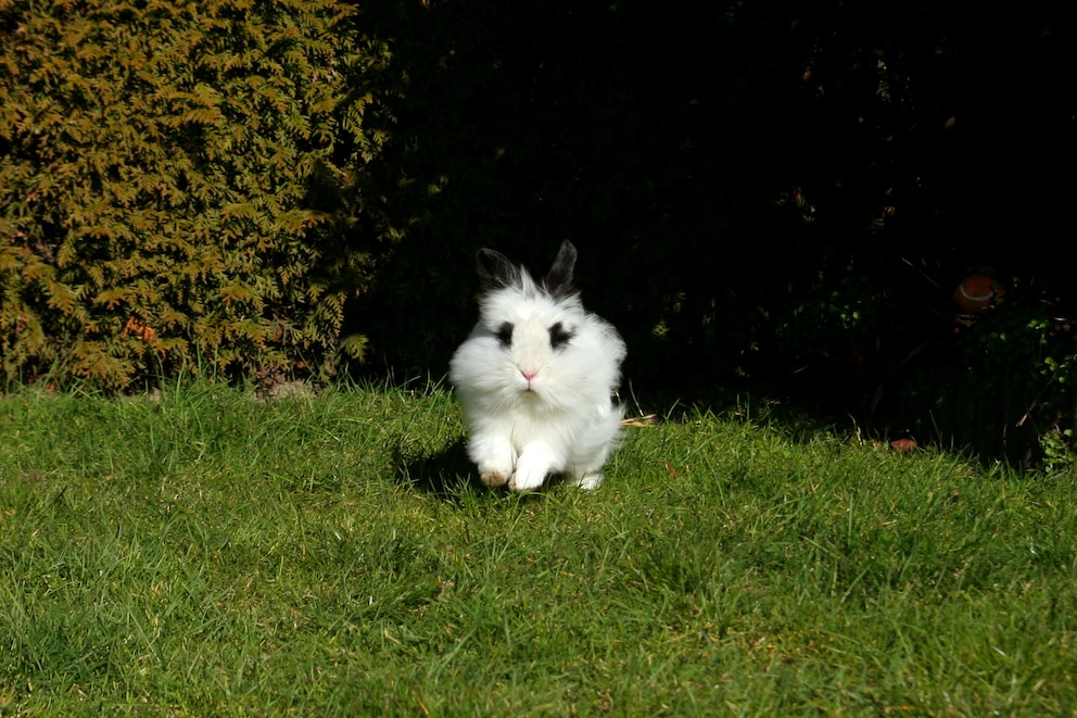 Löwenkopfkaninchen rennt auf Wiese