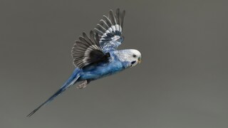 Ein Sittich der, zu den Papageien gehört: Der Wellensittich