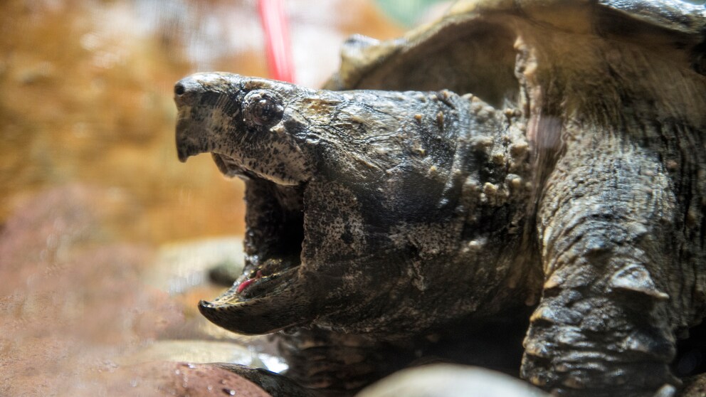 Eine Schnappschildkröte sperrt ihr Maul weit auf