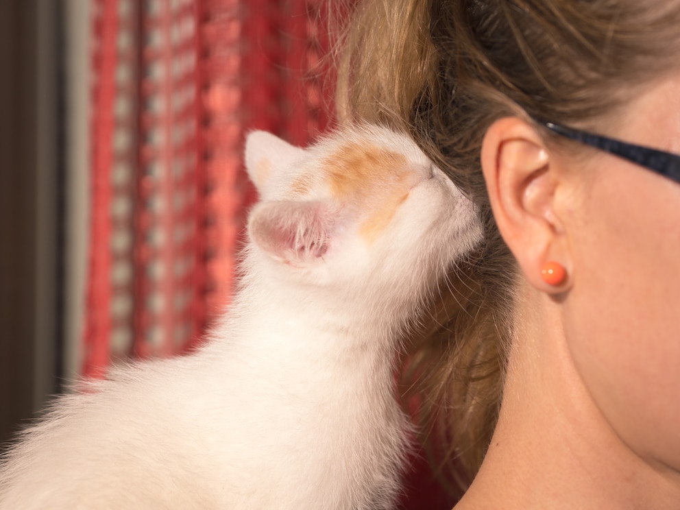 Katze leckt einer Frau die Haare ab