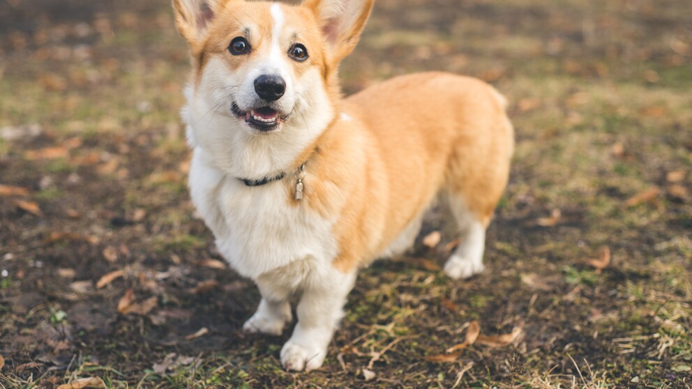 Ein Welsh Corgi Pembroke steht auf einer Wiese