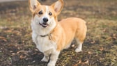 Ein Welsh Corgi Pembroke steht auf einer Wiese