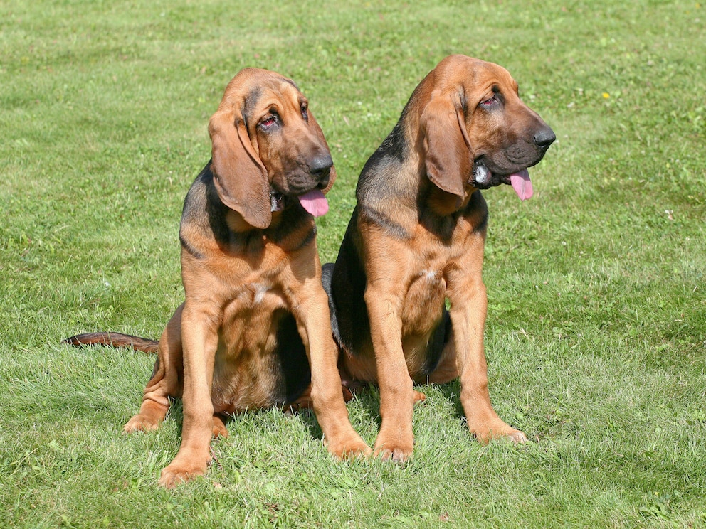 Hunderasse Bloodhound Bluthund