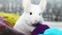 Chinchilla Haustier