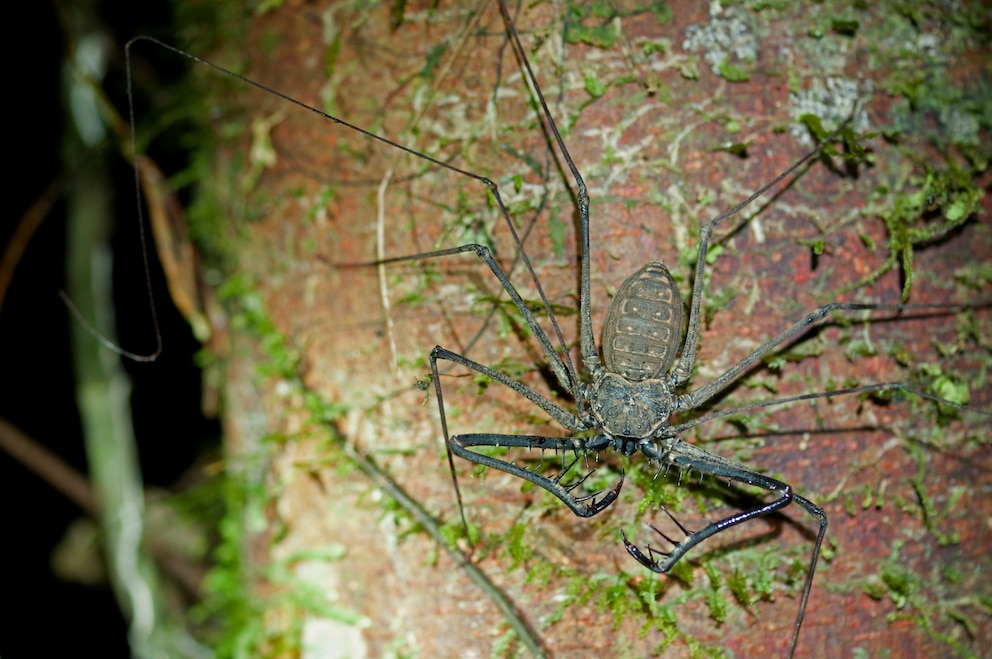 Geißelspinne in Nahaufnahme