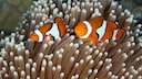 Zwei Clownfische in einer Anemone