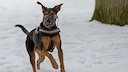 Hund mit Maulkorb im Schnee