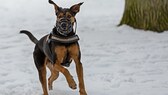 Hund mit Maulkorb im Schnee