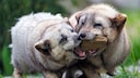 Fuchsarten Polarfuchs