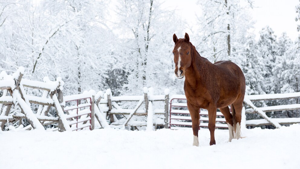 Pferd auf Koppel im Winter