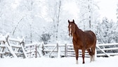 Pferd auf Koppel im Winter