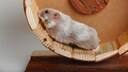 Hamster als Haustier halten?