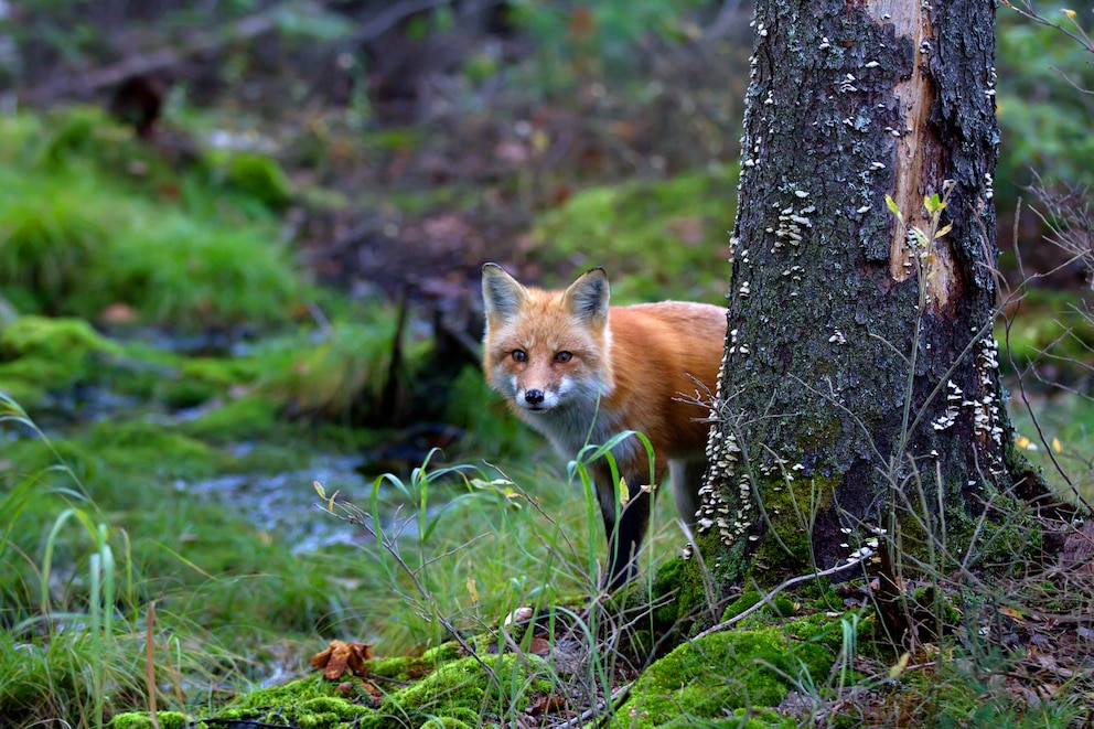 Rotfuchs schaut hinter einem Baum hervor